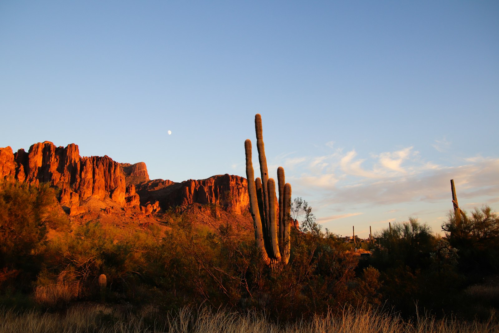 Sonoran desert at dusk - saguaros against red rock and open sky